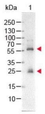 Western Blot: Streptavidin Native Protein [NBP2-29371] - Lane 1: Biotin conjugated Guinea Pig IgG Load: 50 ng per lane Secondary antibody: STREPTAVIDIN ALKALINE PHOSPHATASE Conjugated at 1:1,000 for 60 min at RT Block for30 min at RT Predicted/Observed Size: 28 and 55 kDa/28 and 55 kDa for Guinea Pig IgG.